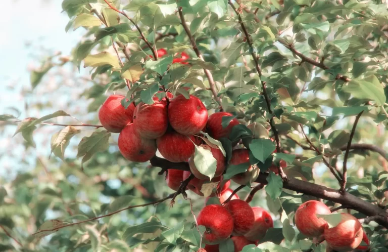 5 Benefits of Apple Cider Vinegar: Why You Should Add It To Your Diet