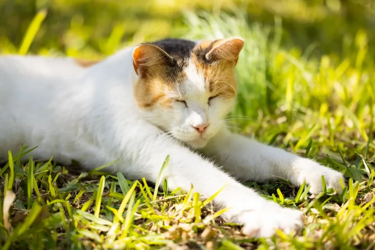 Understanding Cat Fever in Humans: Causes, Symptoms, and Treatment Options